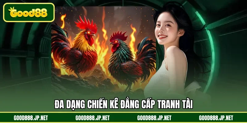Đa dạng chiến kê đẳng cấp tranh tài